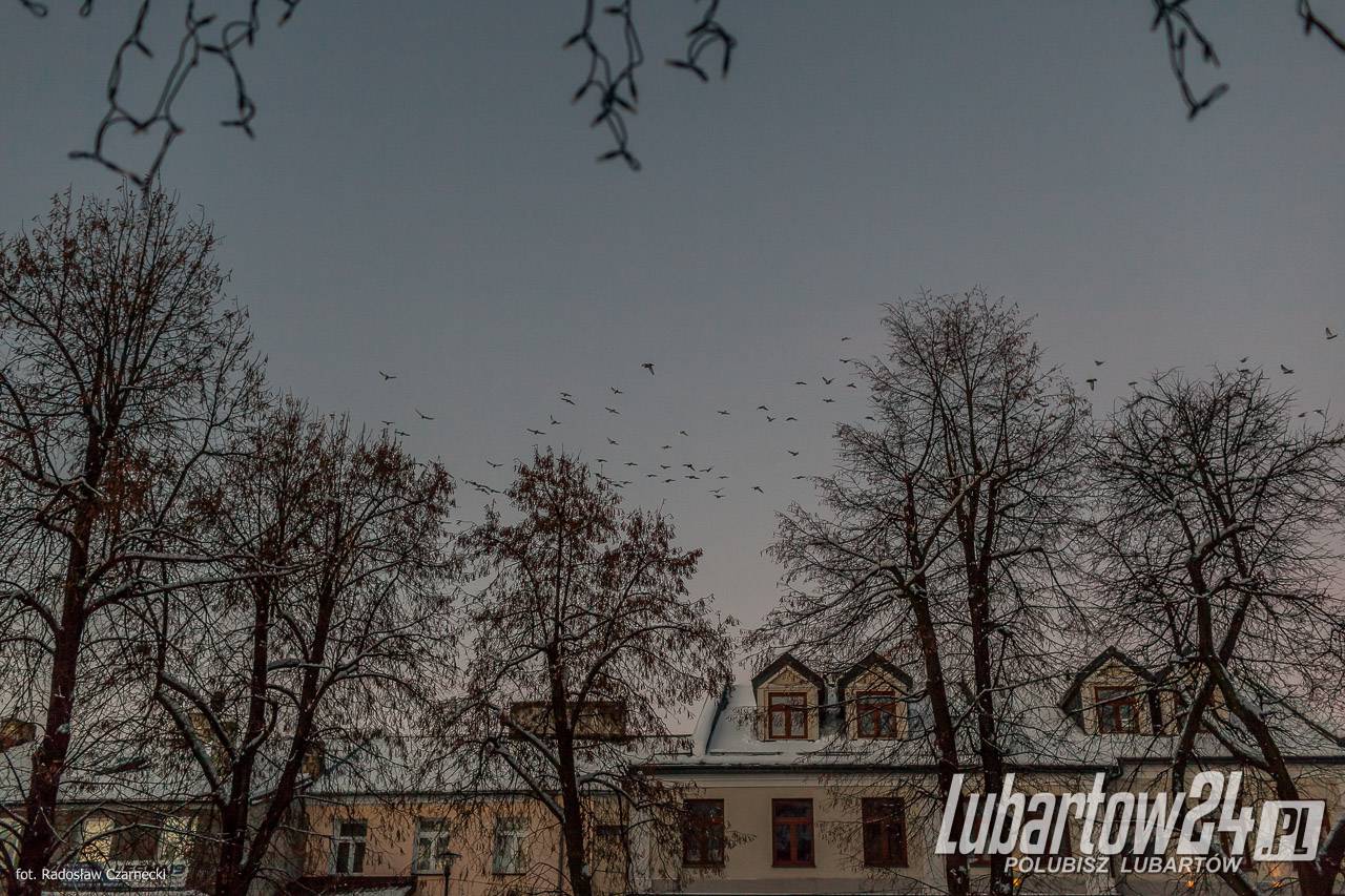 Lubartów
