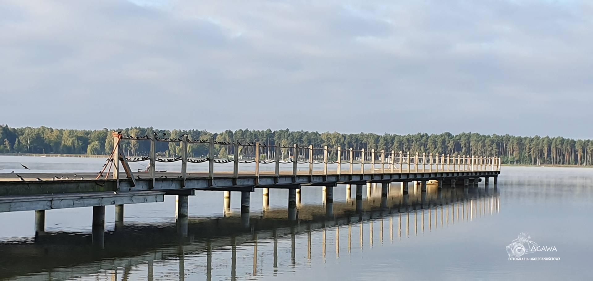 Firlej2019