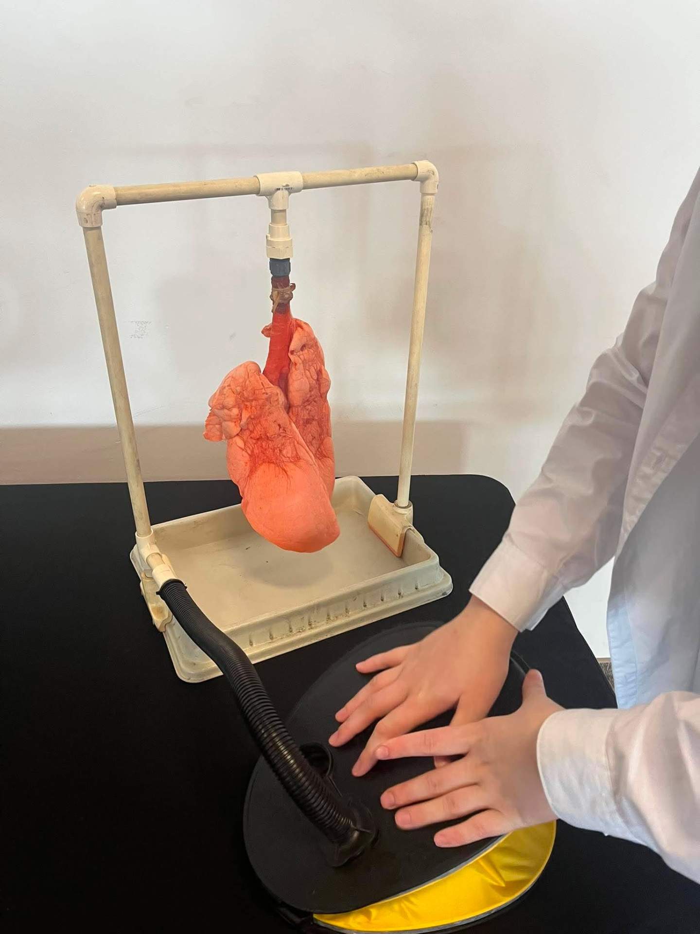 anatomia na żywo