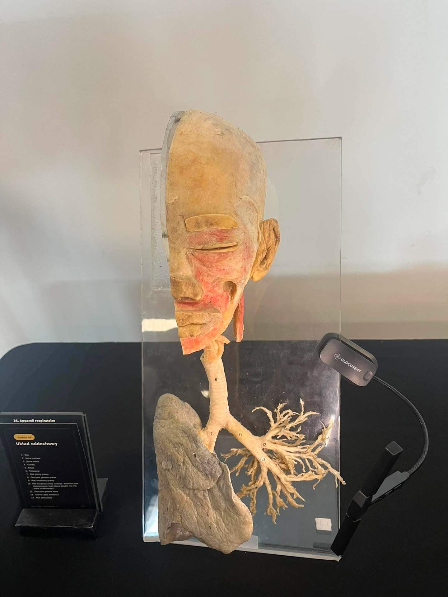 anatomia na żywo
