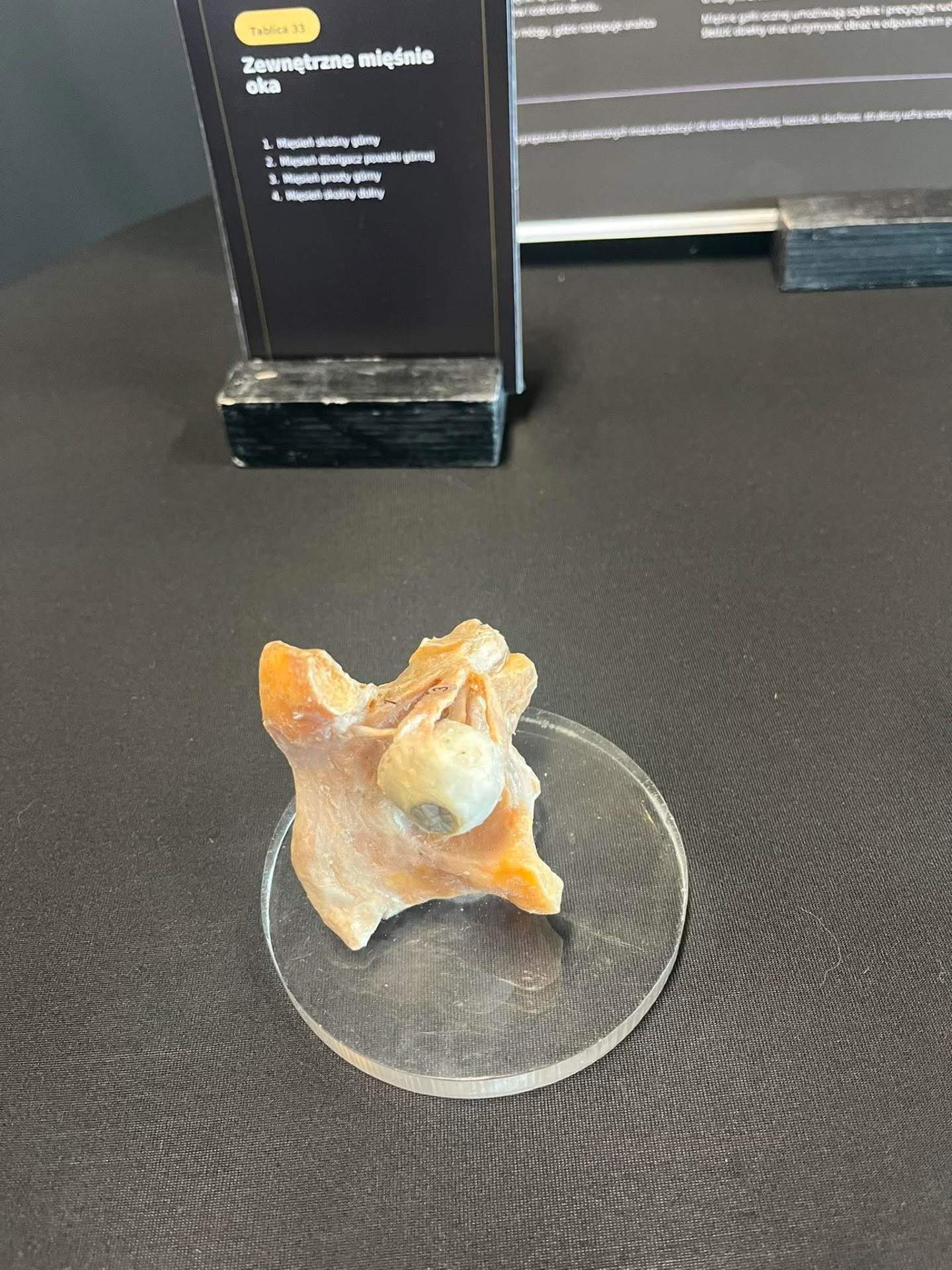 anatomia na żywo