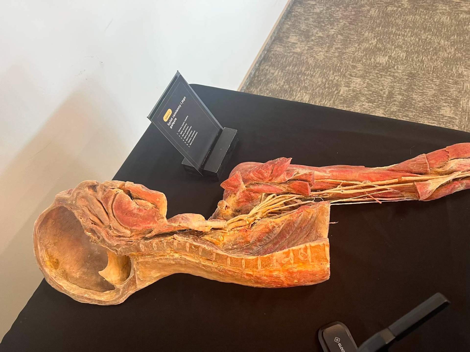 anatomia na żywo