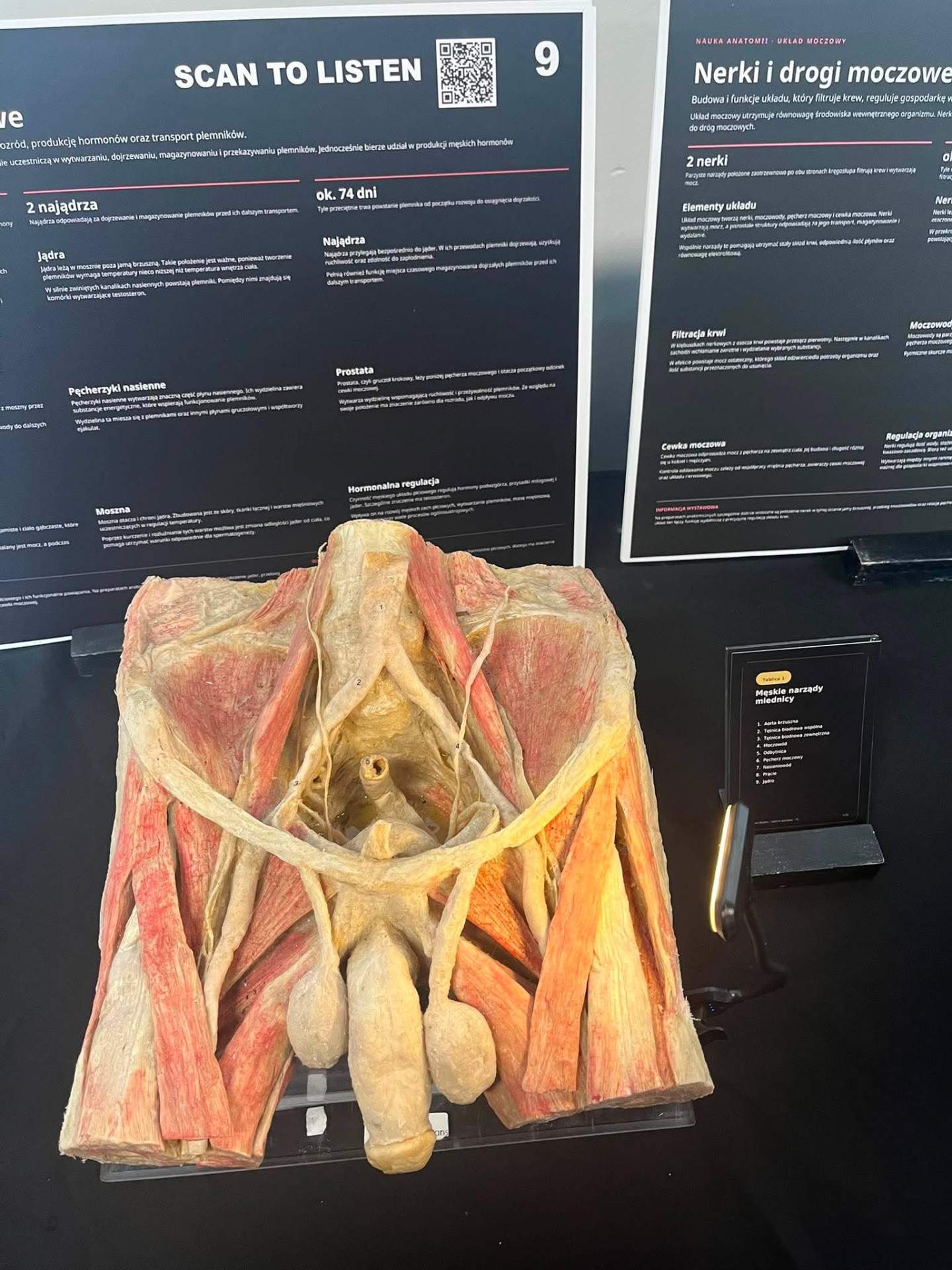 anatomia na żywo