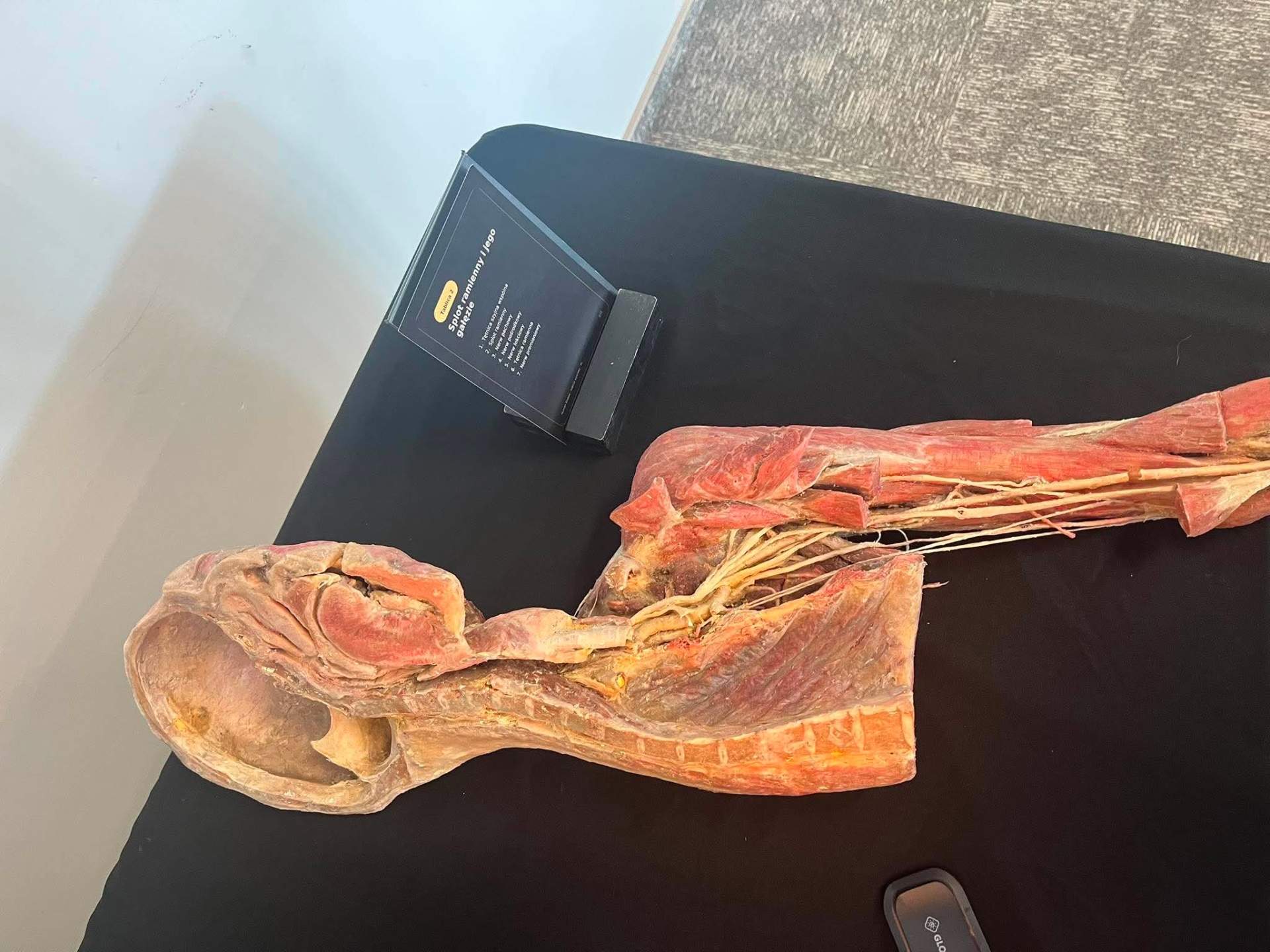 anatomia na żywo