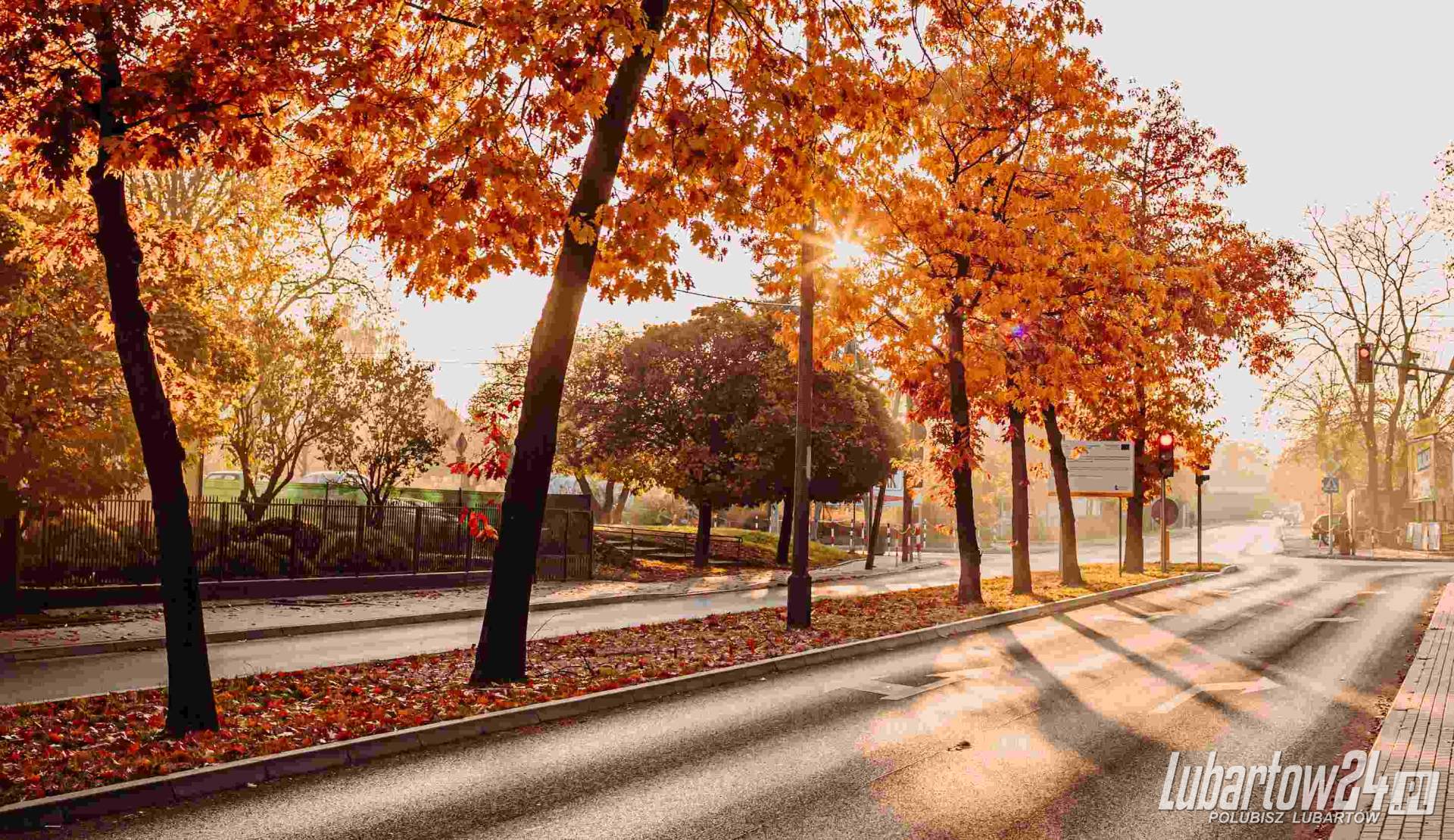 Wyłoniono wykonawcę nasadzeń drzew w centrum Lubartowa