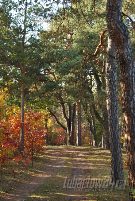 Firlej