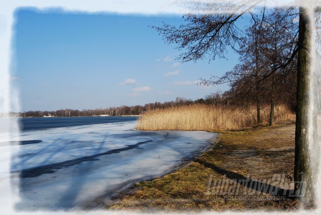 Firlej wiosna