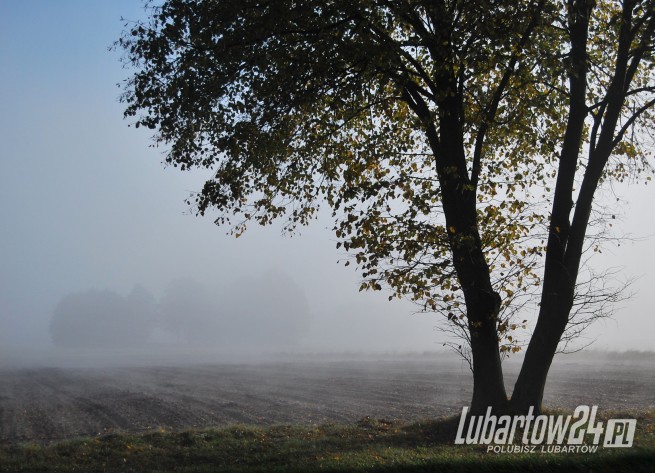 mgła w firleju