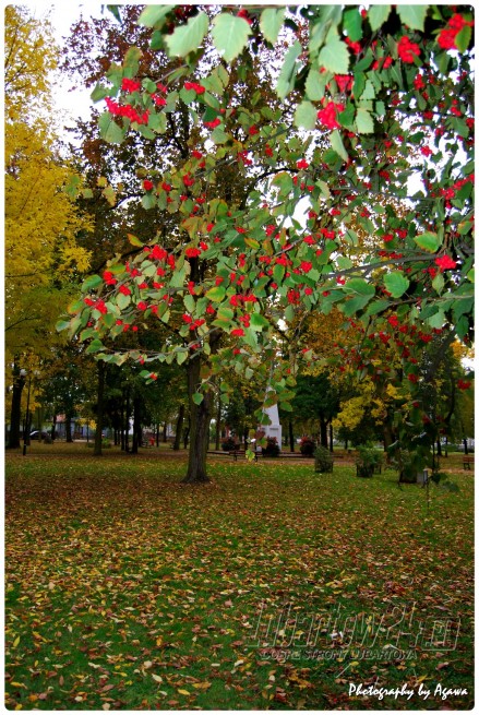 Park