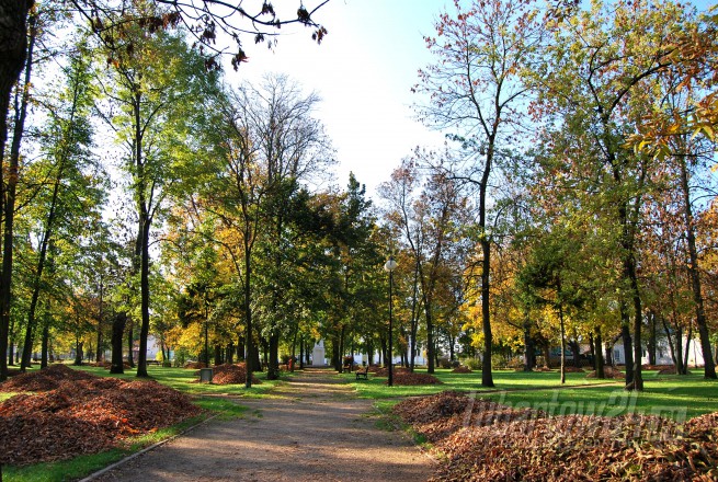 Firlej