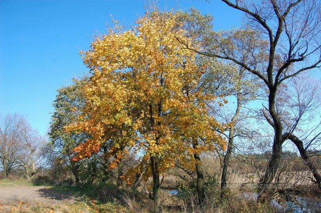 jesień