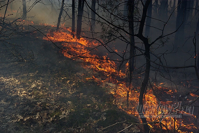 Pożar lasu w Firleju