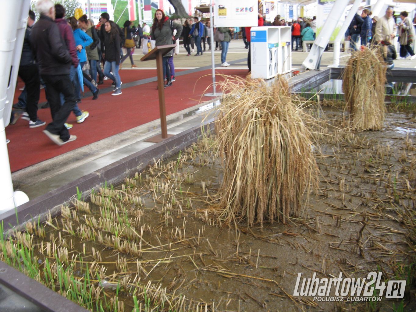 Gimnazjum w Niedźwiadzie na EXPO 2015