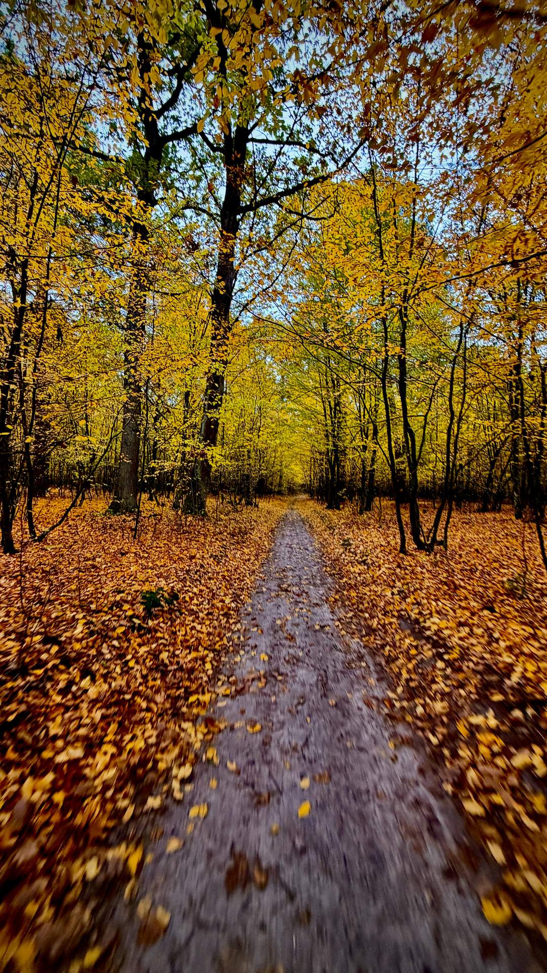 Gravelowisko Coffee Ride, Lasy Kozłowieckie, 18.10.2026