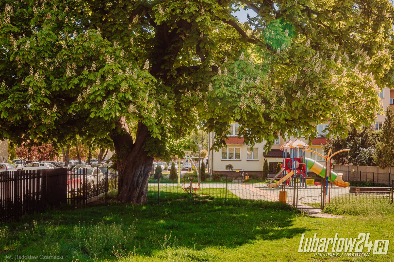 kasztanowiec przy ul. Szaniawskiego
