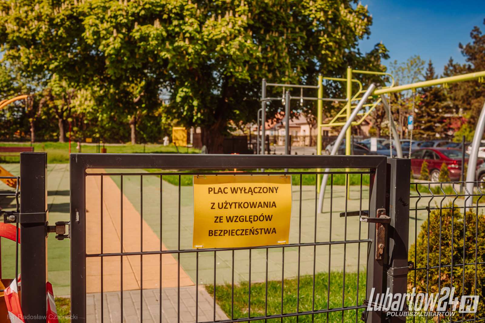 kasztanowiec przy ul. Szaniawskiego