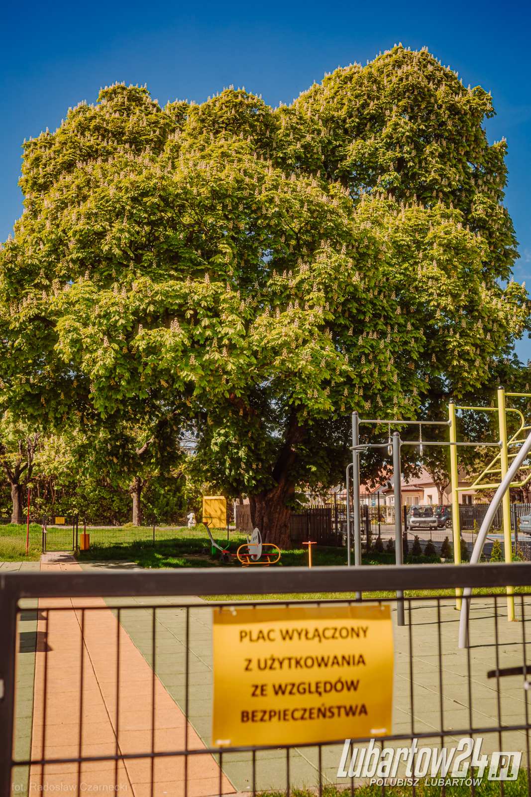 kasztanowiec przy ul. Szaniawskiego