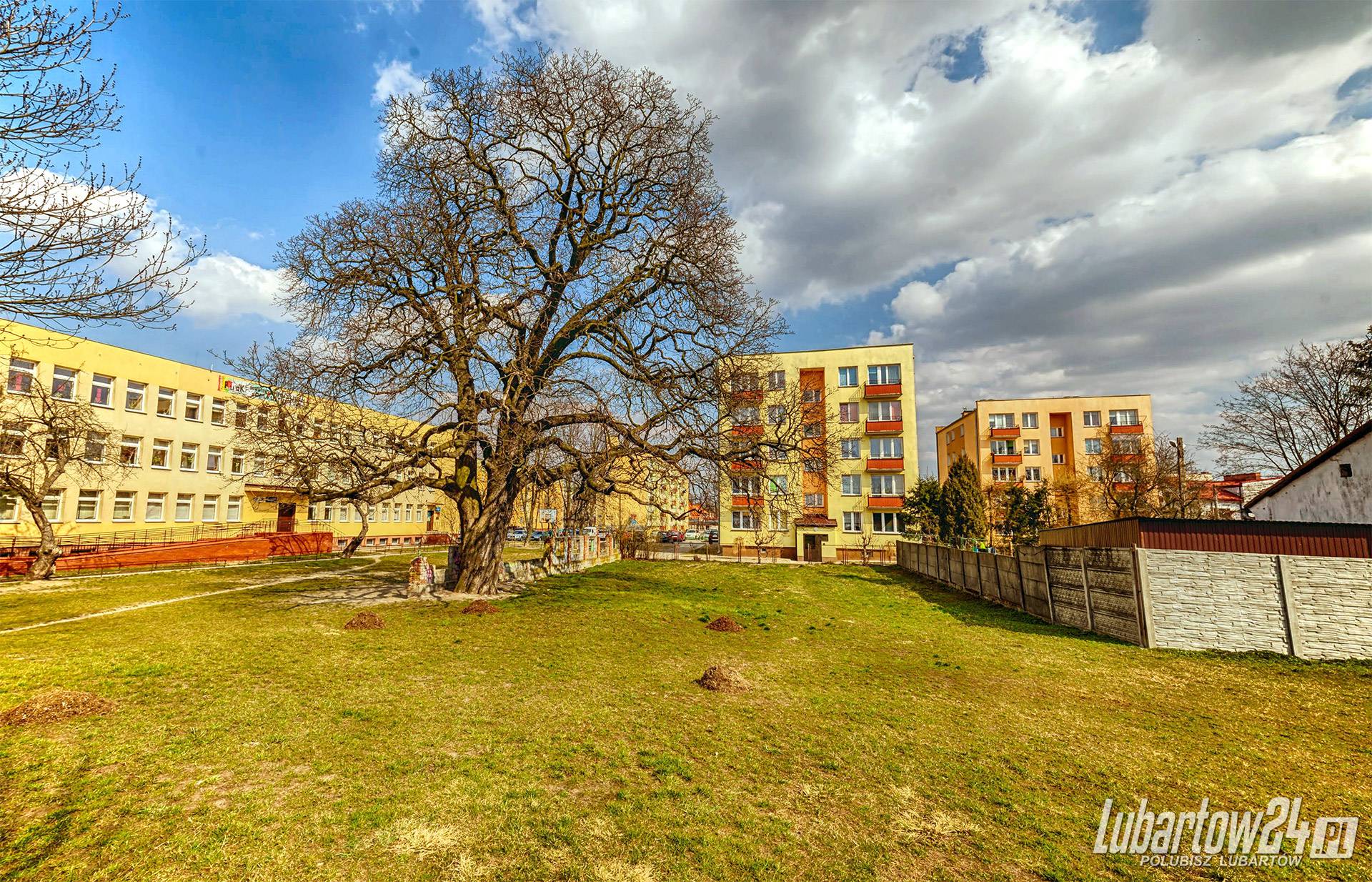 Kasztanowiec przy ul. Szaniwskiego