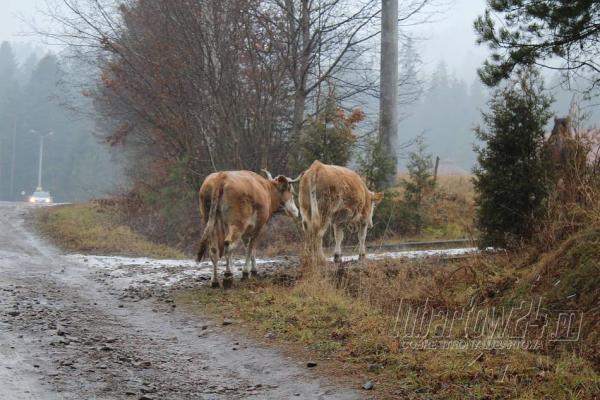 Gmina Abramów i Kamionka: Kto ukradł siedem krów?