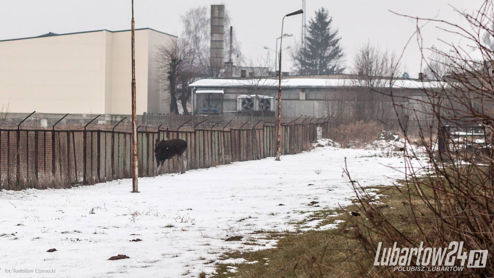 Łosie w Lubartowie