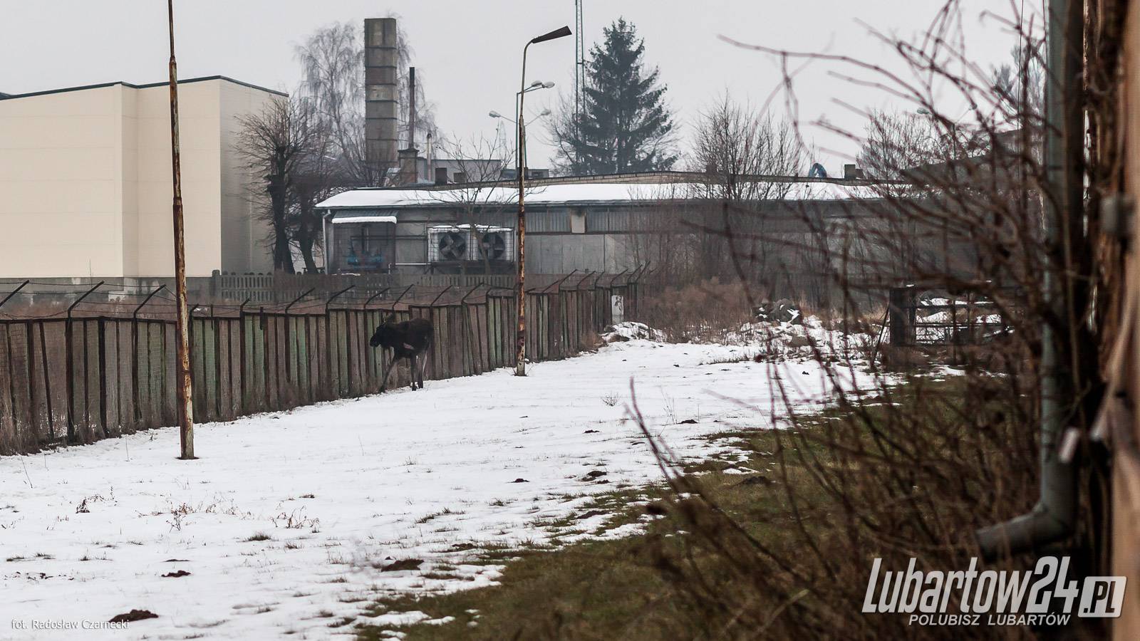 Łosie w Lubartowie
