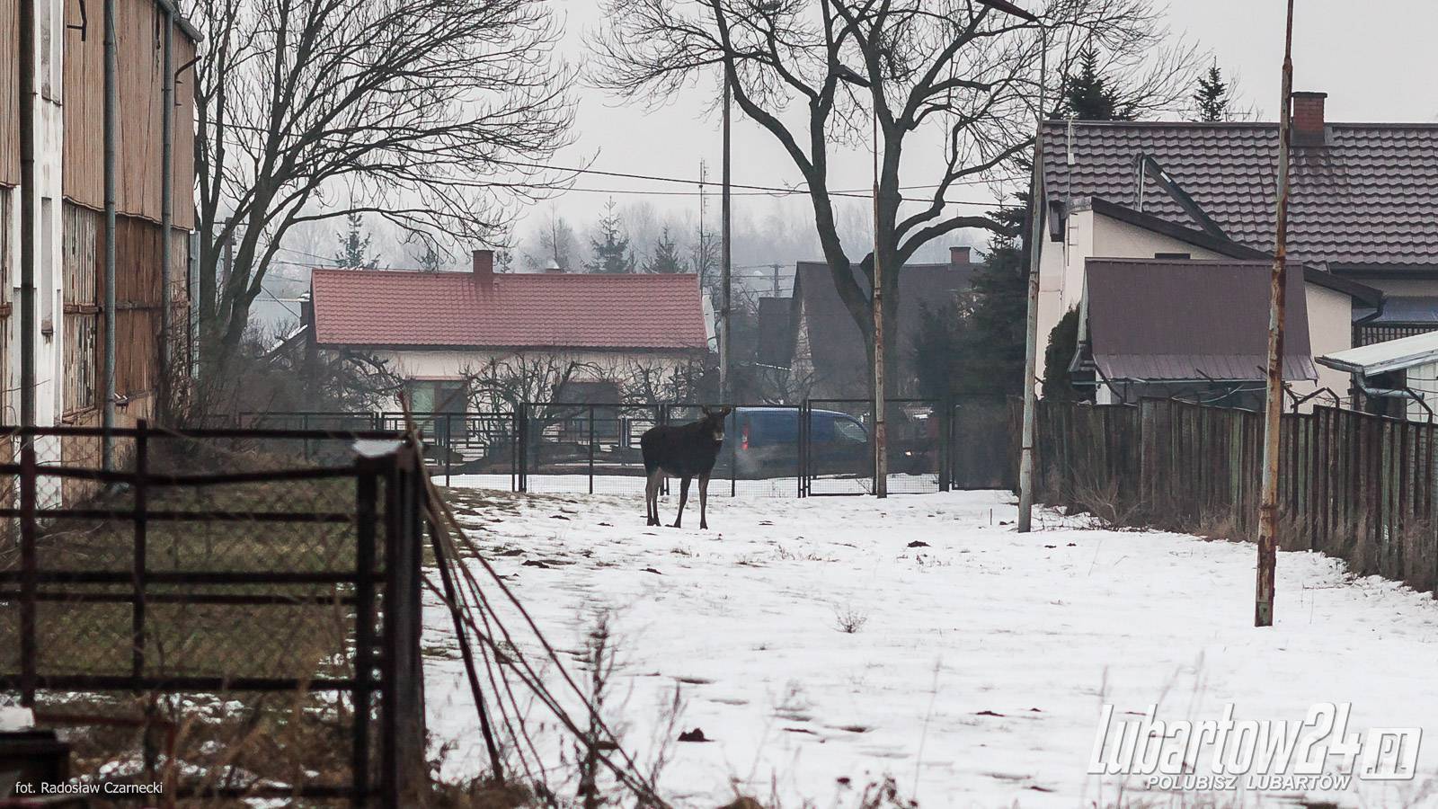 Łosie w Lubartowie