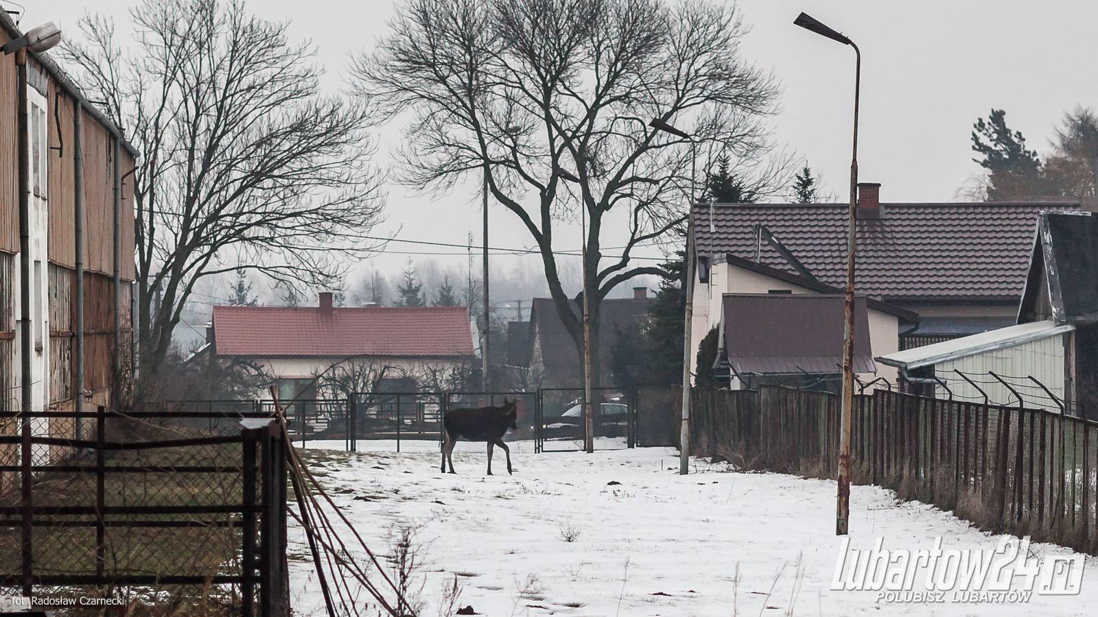 Łosie w Lubartowie