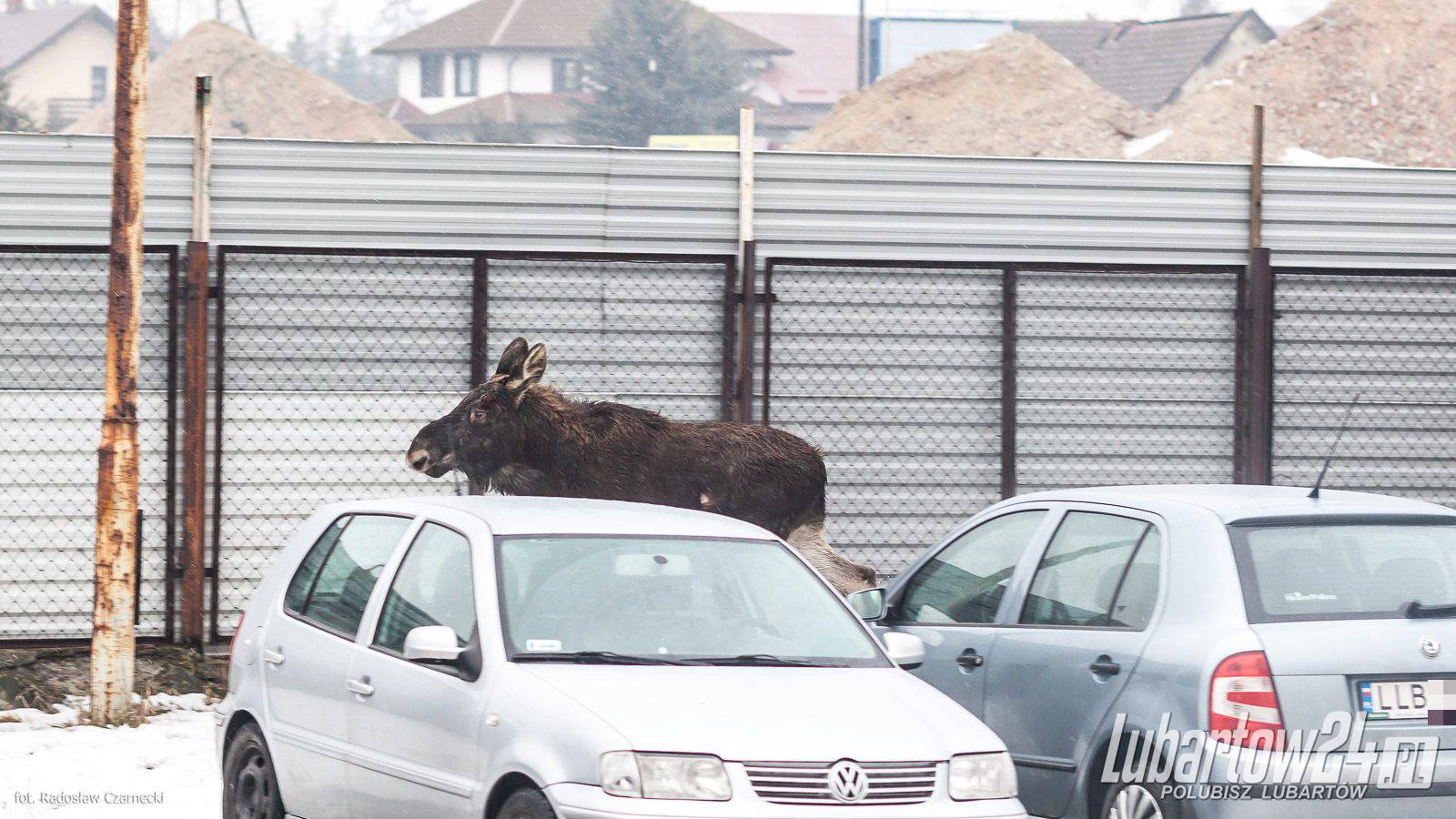 Łosie w Lubartowie