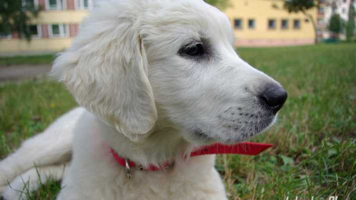 Dogoterapia w lubartowskich przedszkolach