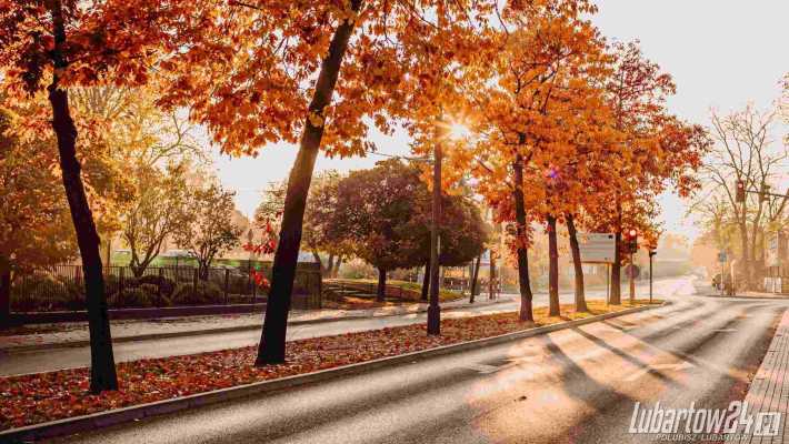 Wyłoniono wykonawcę nasadzeń drzew w centrum Lubartowa