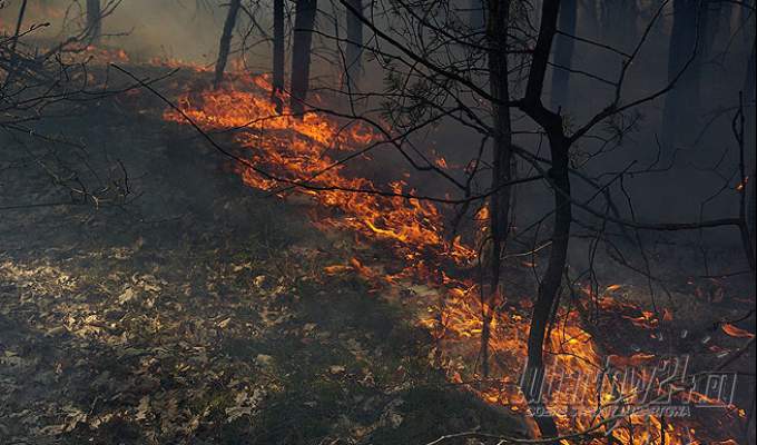 Zabiele - Gródek (gm. Niedźwiada). Płonie 20 ha lasu. 15 jednostek straży na miejscu