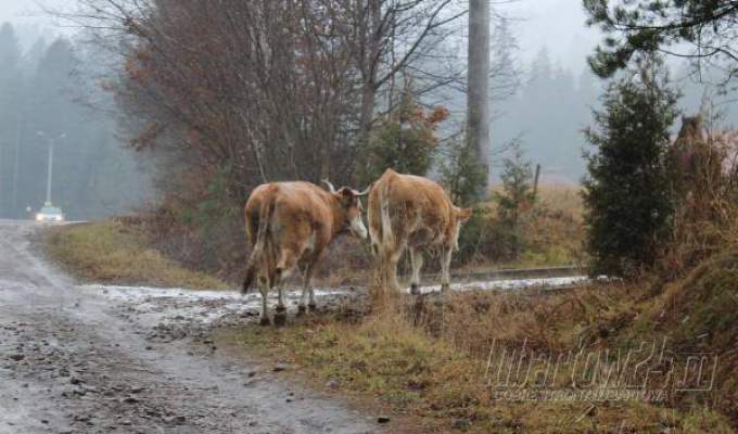 Wpadli na kradzieży krów. Kradli też w powiecie lubartowskim?