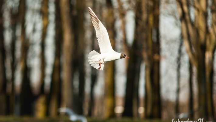 Lubartów tworzy własny atlas przyrody