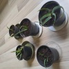 Aloes