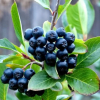 Aronia świeże owoce z uprawy ekologicznej