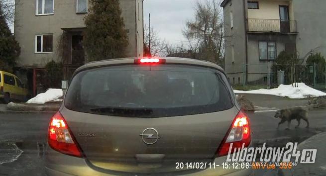 Przejechał psa i odjechał - takich mamy kierowców