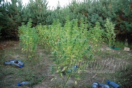 Plantacja