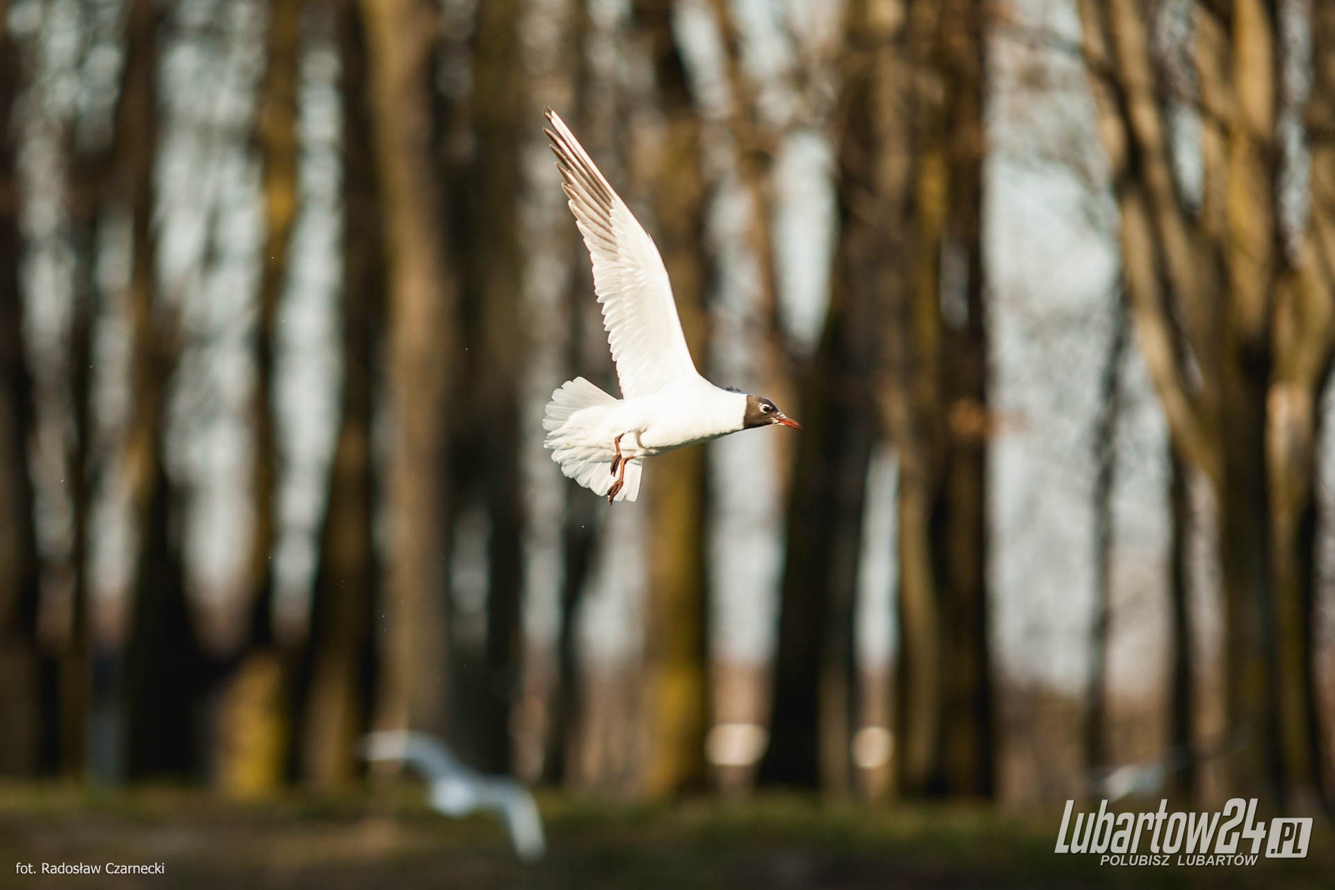 Ptaki w lubartowskim parku