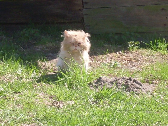 kotek