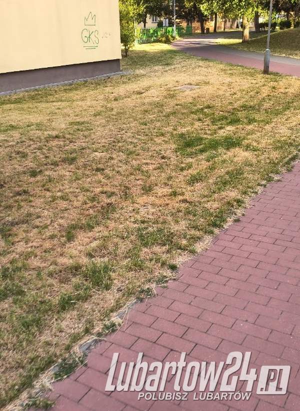 Zamiast zielonego trawnika - wysuszone klepisko. Czytelnik apeluje o rozsądniejsze koszenie zieleni
