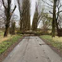 zdjęcie Powalone drzewa