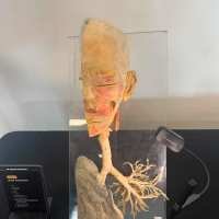 anatomia na żywo