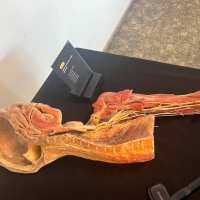 zdjęcie anatomia na żywo