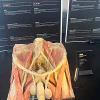 anatomia na żywo