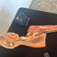 anatomia na żywo