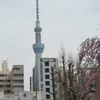 JAPONIA
