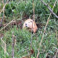 Nutria