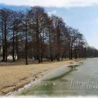Firlej wiosna
