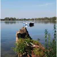 Firlej