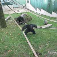 ZOO